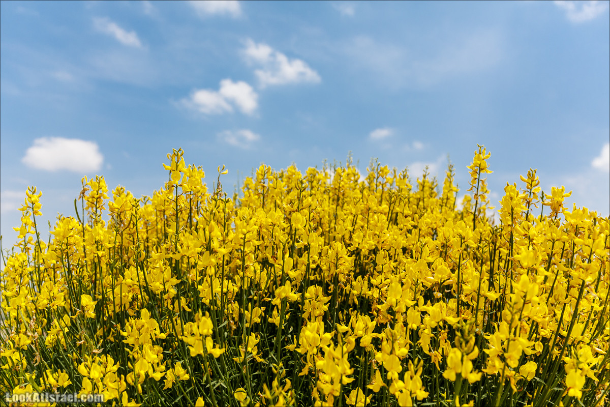 Мозаики в Ципори | LookAtIsrael.com - Фото путешествия по Израилю