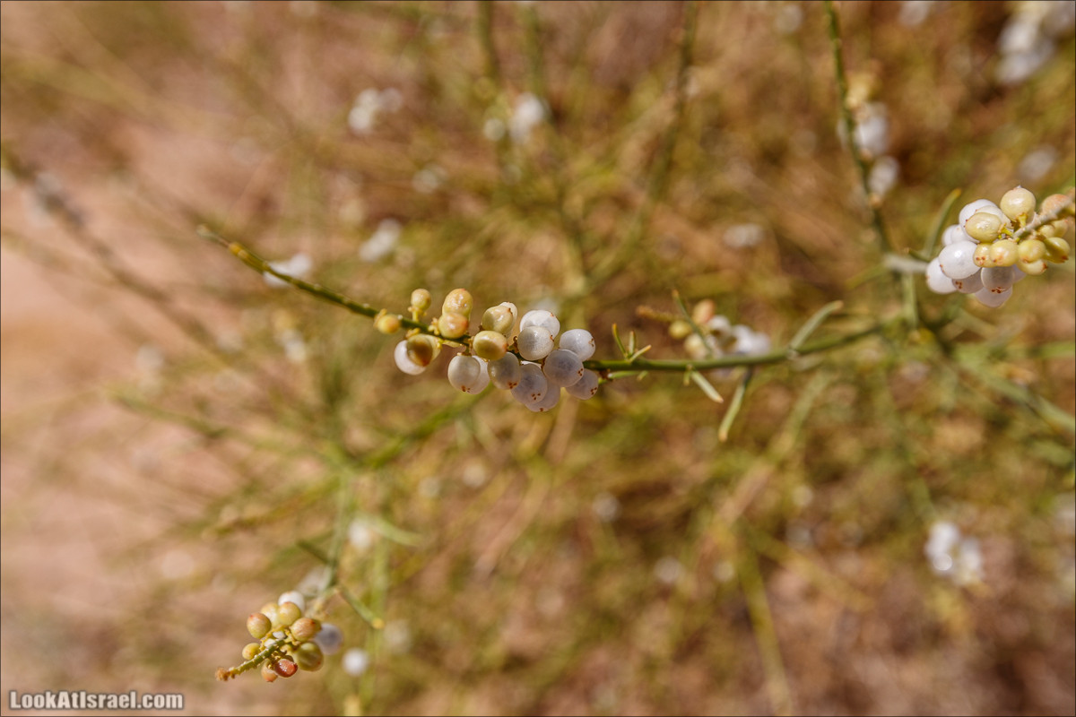 Махтеш Рамон с воздуха и бездорожья | LookAtIsrael.com - Фото путешествия по Израилю