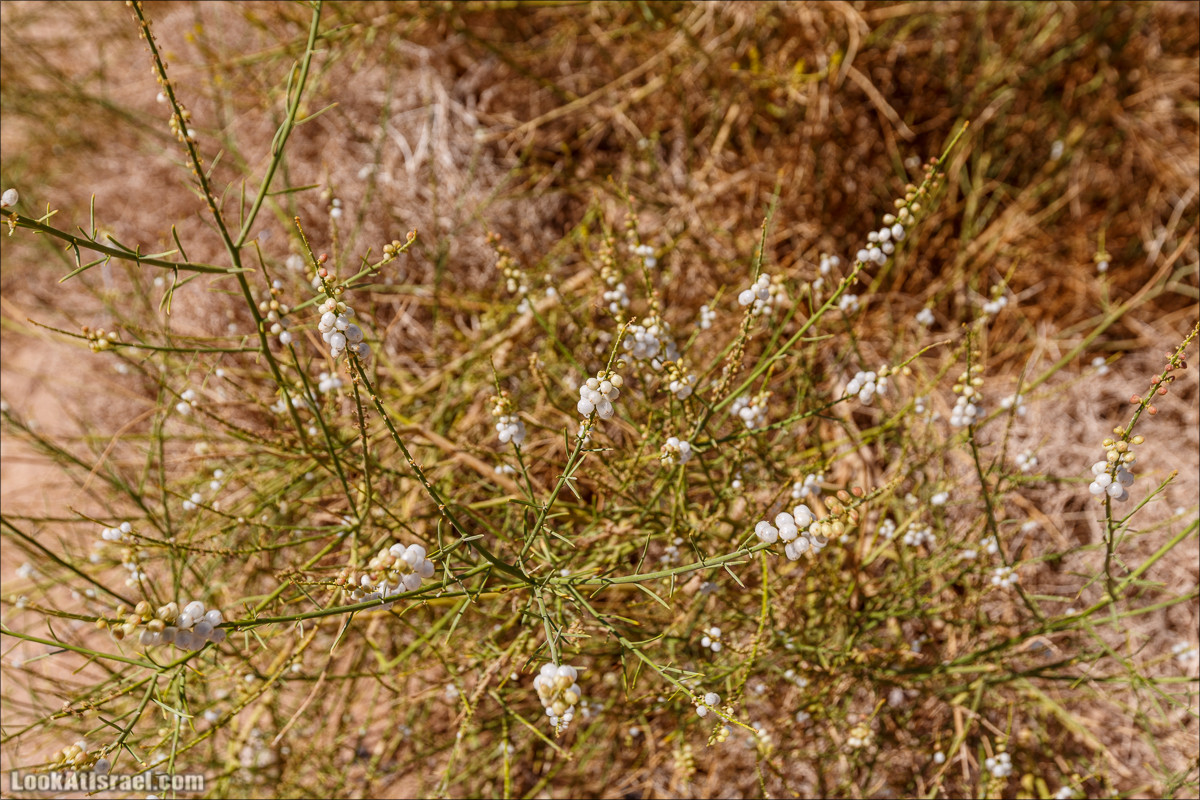 Махтеш Рамон с воздуха и бездорожья | LookAtIsrael.com - Фото путешествия по Израилю