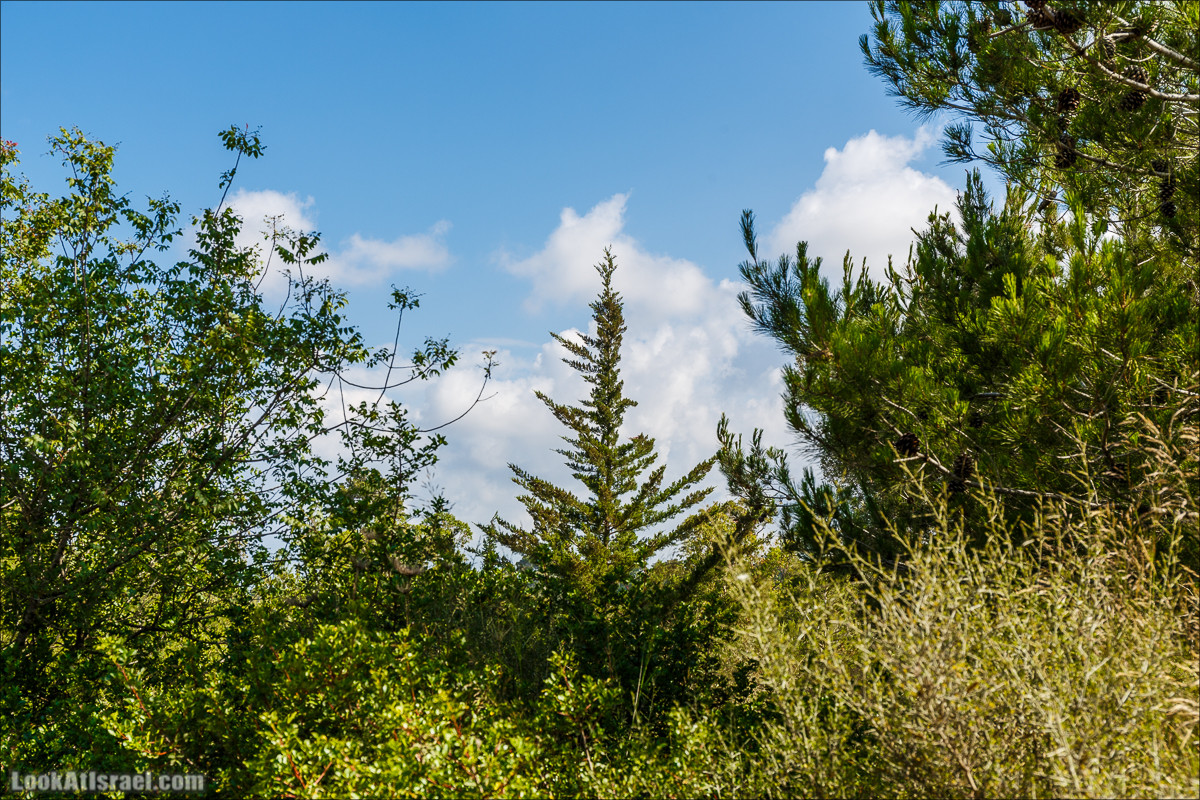 Прогулка по лесу Офер на горе Кармель | LookAtIsrael.com - Фото путешествия по Израилю