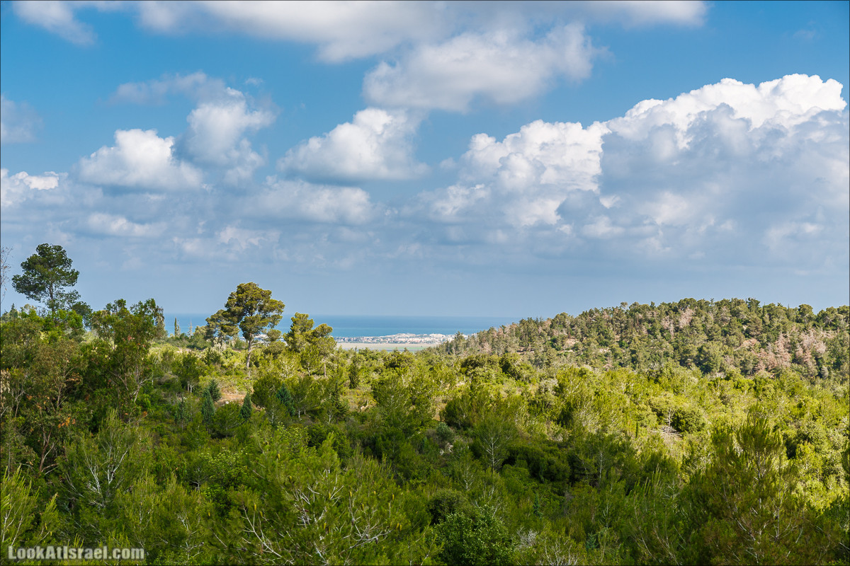 Прогулка по лесу Офер на горе Кармель | LookAtIsrael.com - Фото путешествия по Израилю