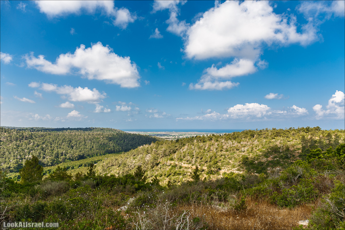 Прогулка по лесу Офер на горе Кармель | LookAtIsrael.com - Фото путешествия по Израилю