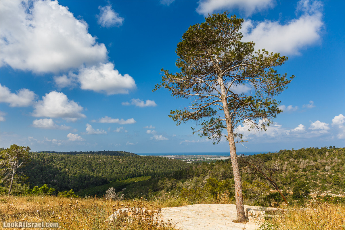 Прогулка по лесу Офер на горе Кармель | LookAtIsrael.com - Фото путешествия по Израилю