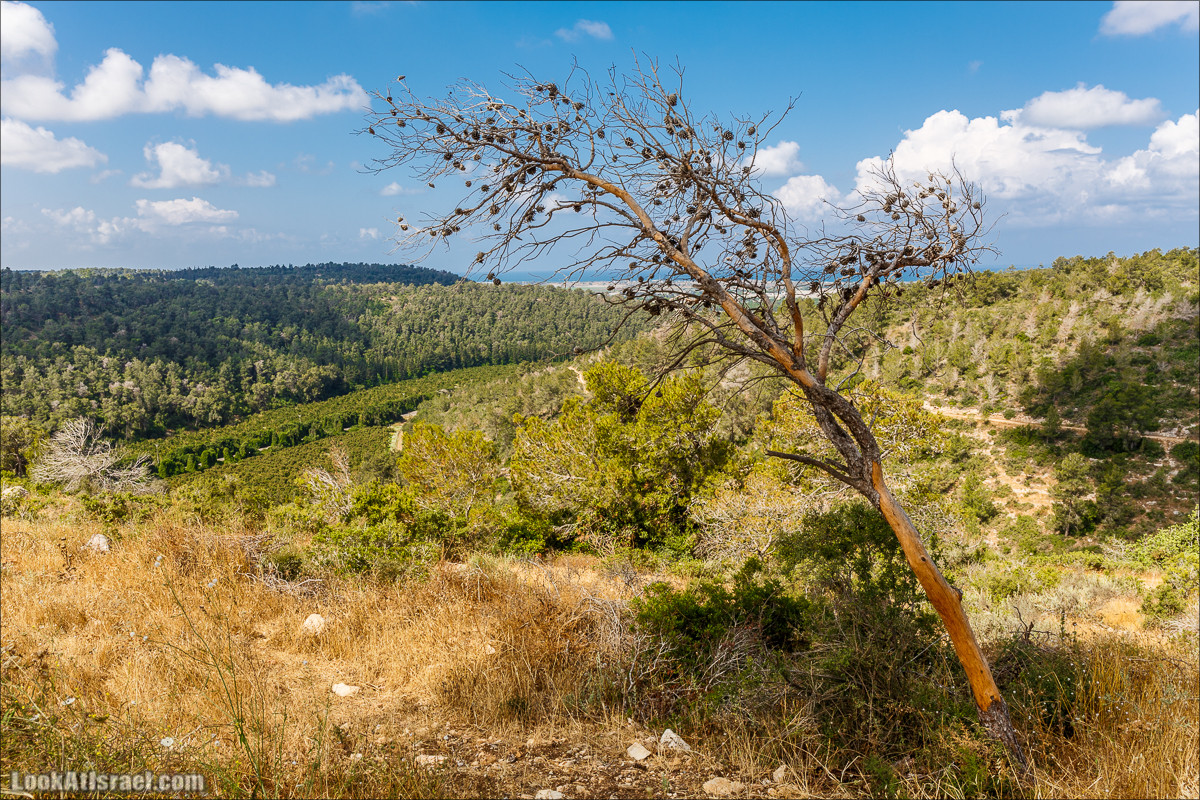 Прогулка по лесу Офер на горе Кармель | LookAtIsrael.com - Фото путешествия по Израилю