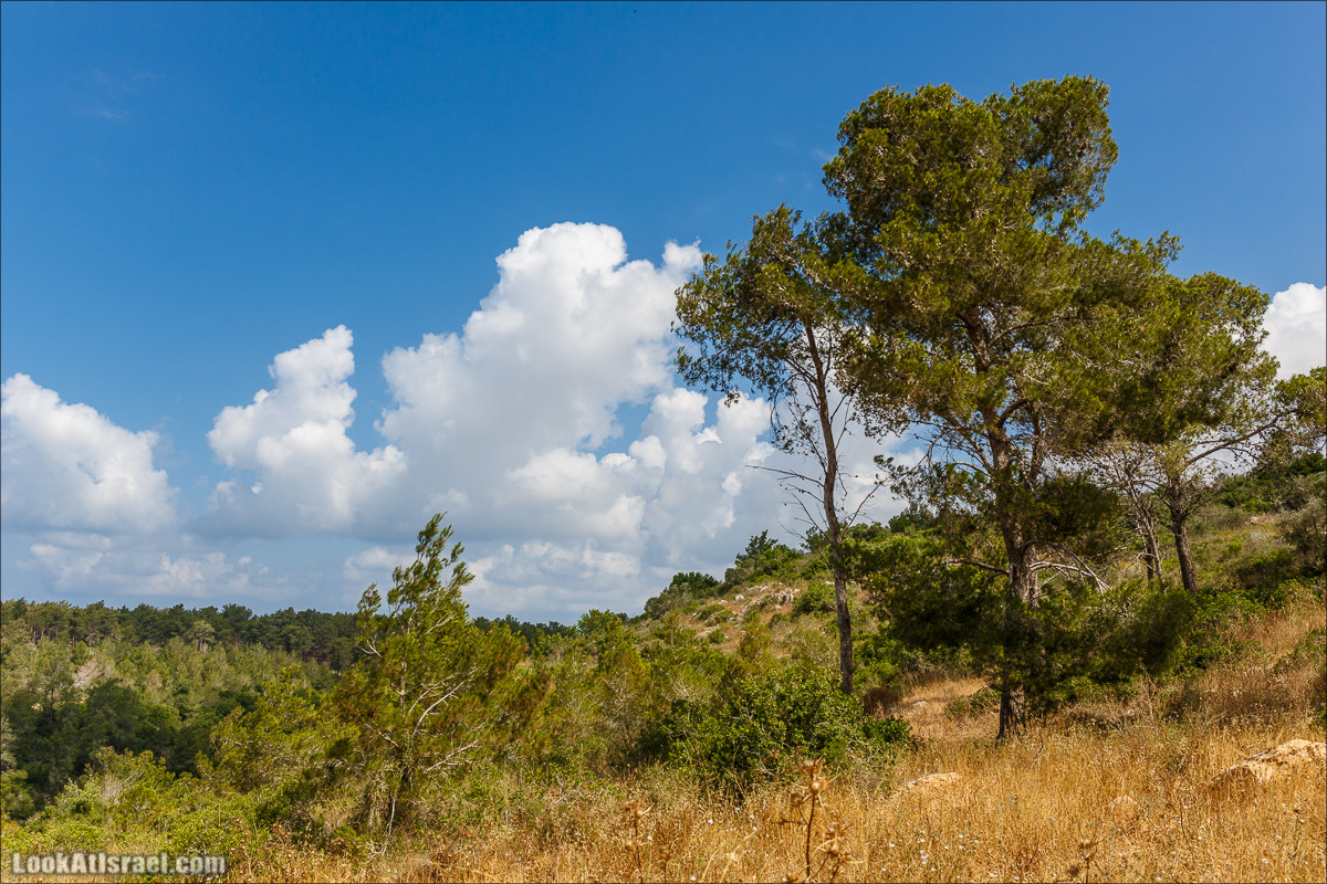 Прогулка по лесу Офер на горе Кармель | LookAtIsrael.com - Фото путешествия по Израилю