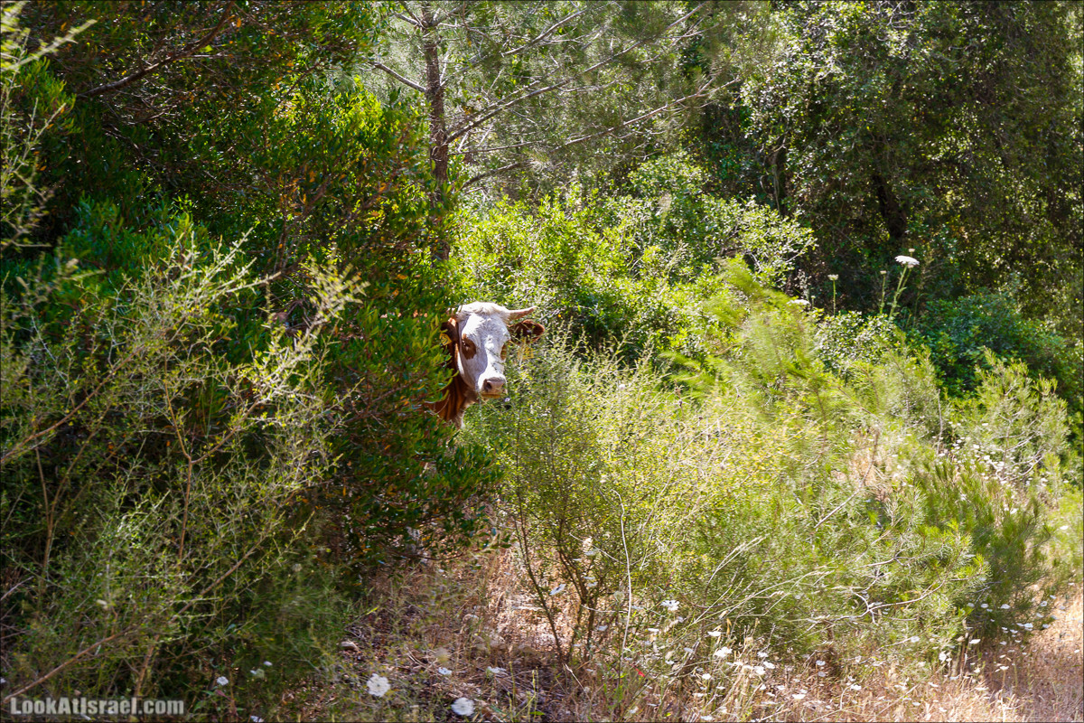 Прогулка по лесу Офер на горе Кармель | LookAtIsrael.com - Фото путешествия по Израилю