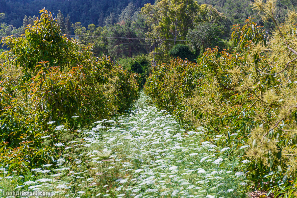 Прогулка по лесу Офер на горе Кармель | LookAtIsrael.com - Фото путешествия по Израилю