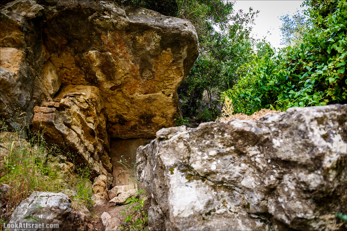 Прогулка по лесу Офер на горе Кармель | LookAtIsrael.com - Фото путешествия по Израилю