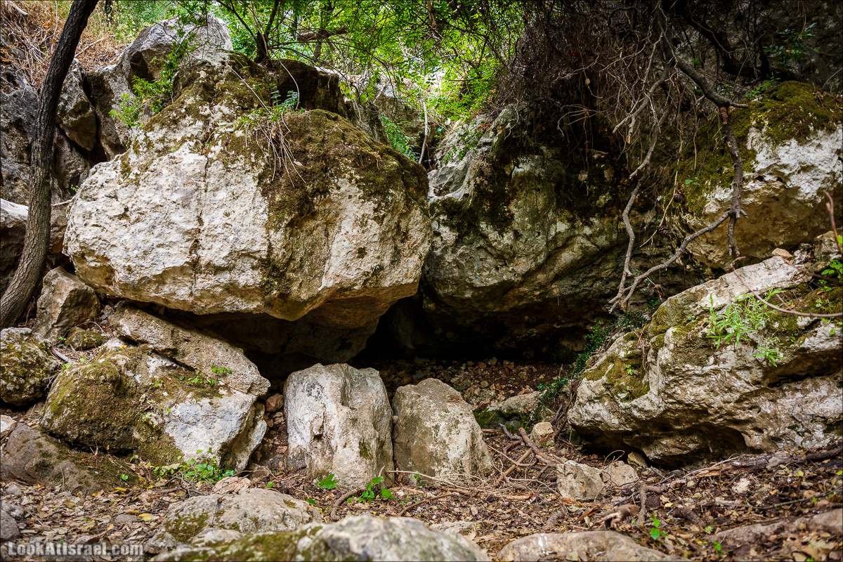 Прогулка по лесу Офер на горе Кармель | LookAtIsrael.com - Фото путешествия по Израилю