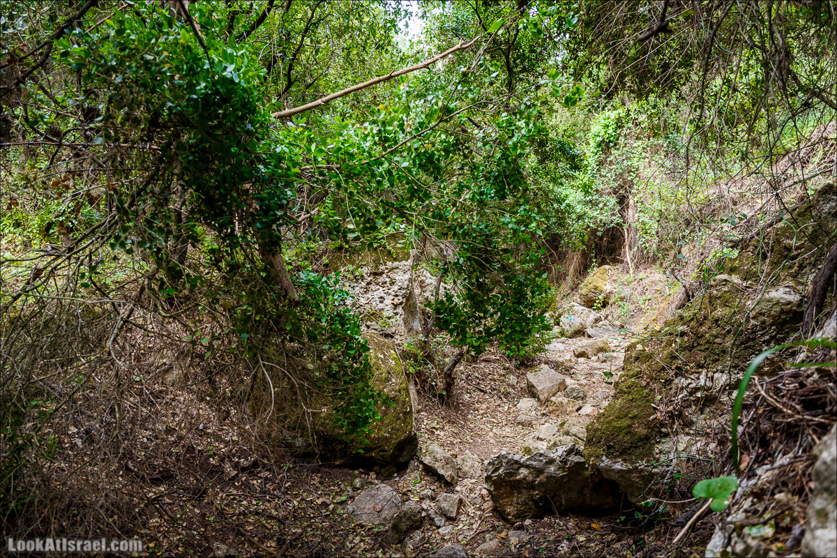 Прогулка по лесу Офер на горе Кармель | LookAtIsrael.com - Фото путешествия по Израилю