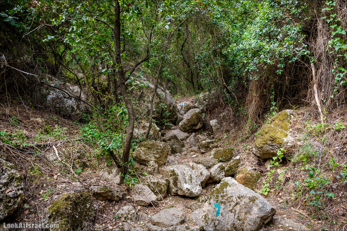 Прогулка по лесу Офер на горе Кармель | LookAtIsrael.com - Фото путешествия по Израилю