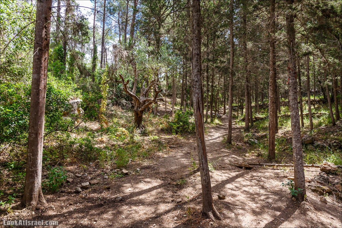 Прогулка по лесу Офер на горе Кармель | LookAtIsrael.com - Фото путешествия по Израилю