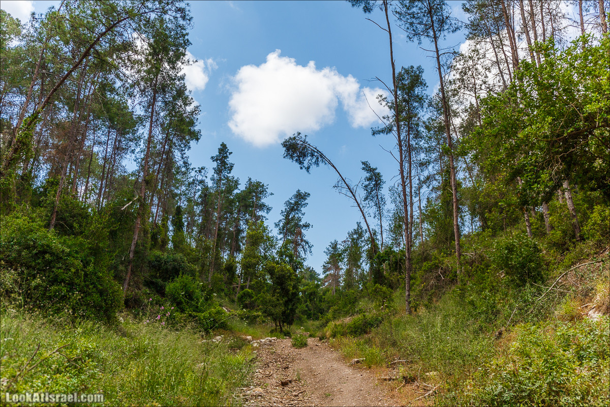 Прогулка по лесу Офер на горе Кармель | LookAtIsrael.com - Фото путешествия по Израилю