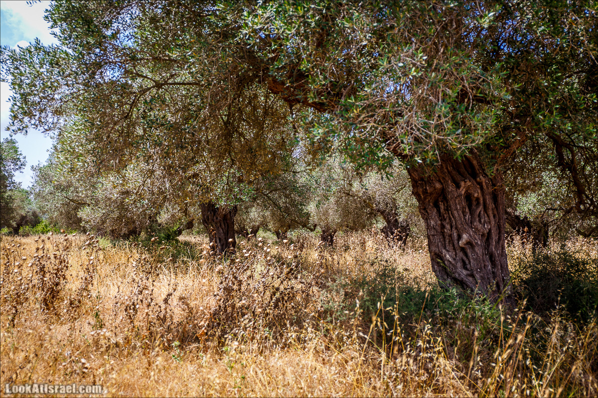 Прогулка по лесу Офер на горе Кармель | LookAtIsrael.com - Фото путешествия по Израилю
