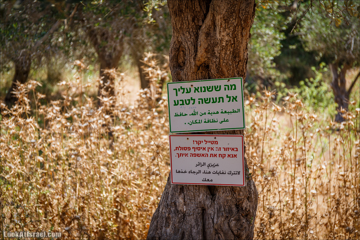 Прогулка по лесу Офер на горе Кармель | LookAtIsrael.com - Фото путешествия по Израилю