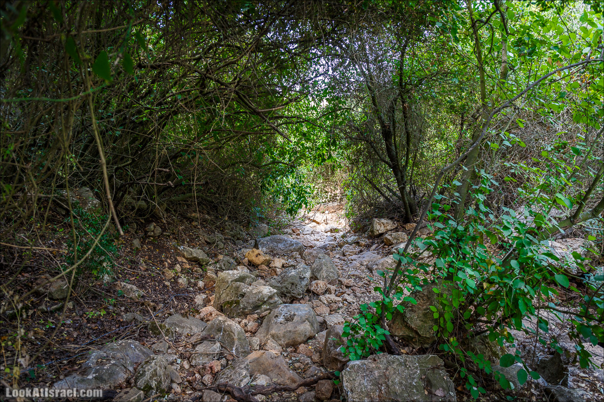 Прогулка по лесу Офер на горе Кармель | LookAtIsrael.com - Фото путешествия по Израилю
