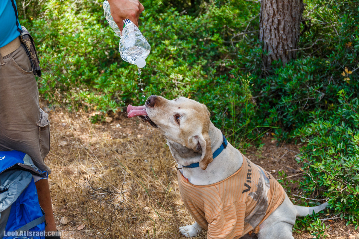 Прогулка по лесу Офер на горе Кармель | LookAtIsrael.com - Фото путешествия по Израилю