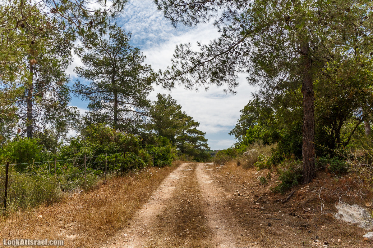 Прогулка по лесу Офер на горе Кармель | LookAtIsrael.com - Фото путешествия по Израилю