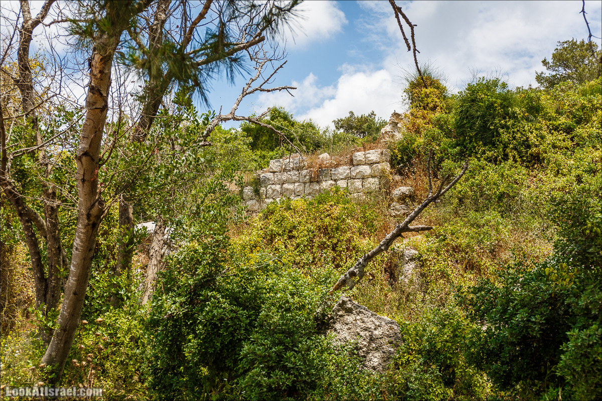 Прогулка по лесу Офер на горе Кармель | LookAtIsrael.com - Фото путешествия по Израилю