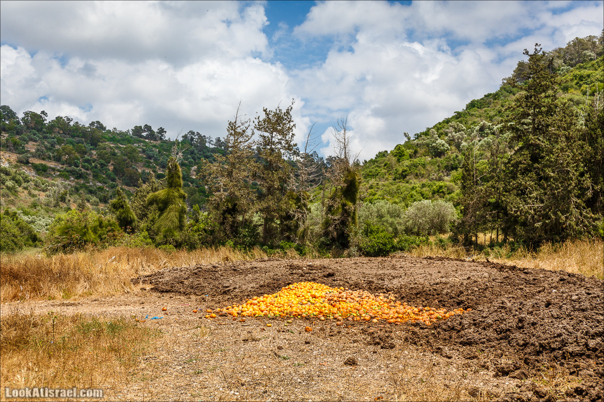 Прогулка по лесу Офер на горе Кармель | LookAtIsrael.com - Фото путешествия по Израилю