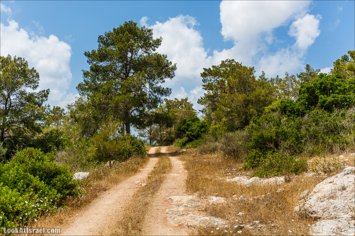 Прогулка по лесу Офер на горе Кармель | LookAtIsrael.com - Фото путешествия по Израилю