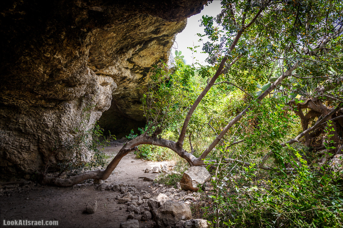 Прогулка по лесу Офер на горе Кармель | LookAtIsrael.com - Фото путешествия по Израилю