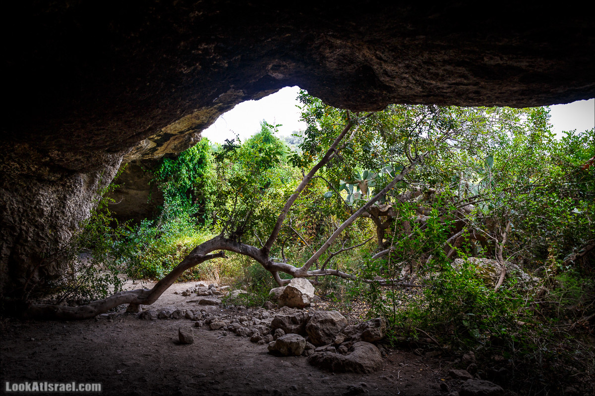 Прогулка по лесу Офер на горе Кармель | LookAtIsrael.com - Фото путешествия по Израилю