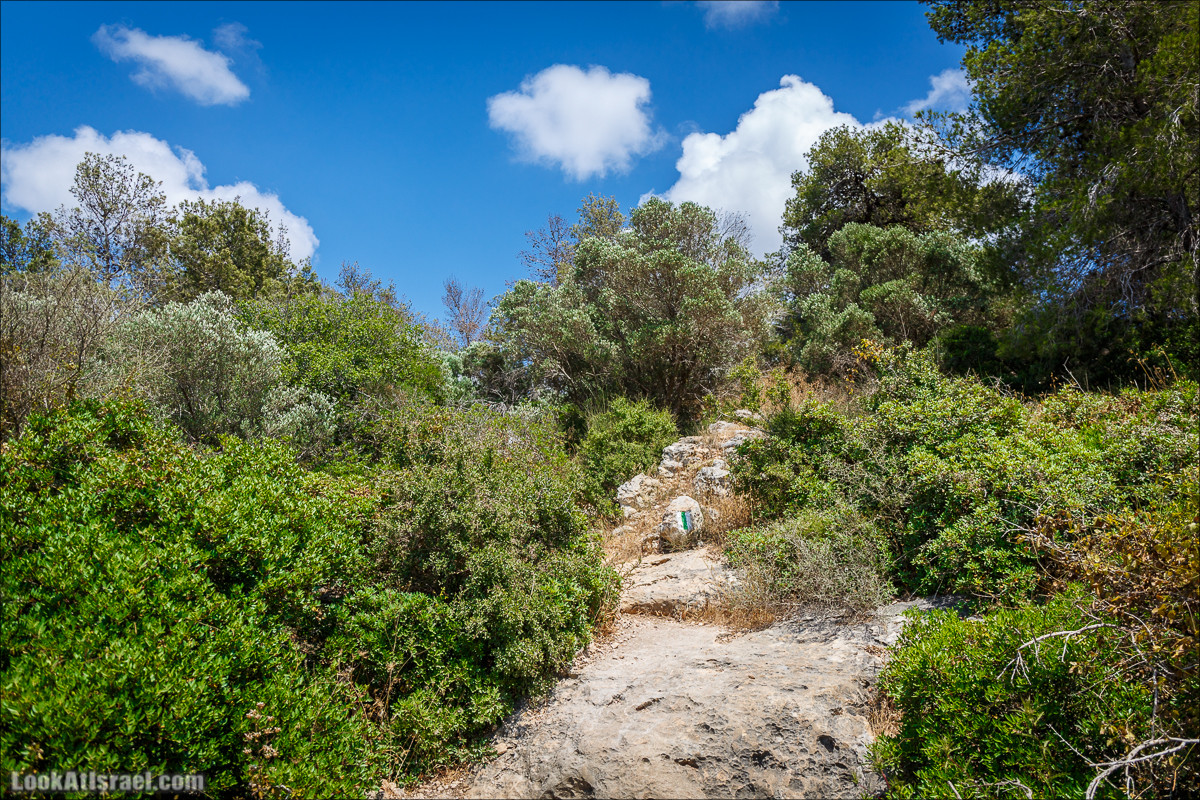 Прогулка по лесу Офер на горе Кармель | LookAtIsrael.com - Фото путешествия по Израилю