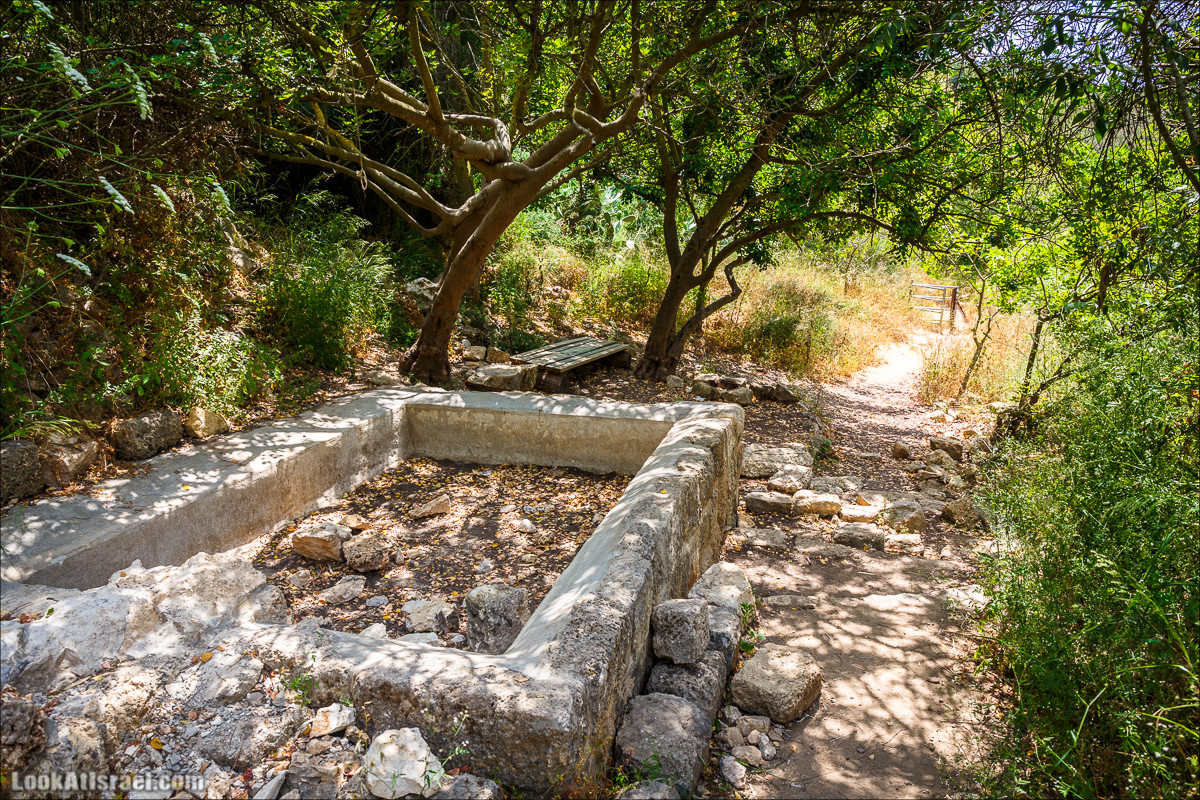 Прогулка по лесу Офер на горе Кармель | LookAtIsrael.com - Фото путешествия по Израилю