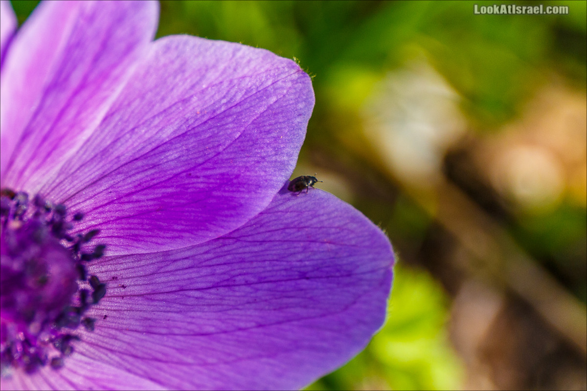 Одно фото жука