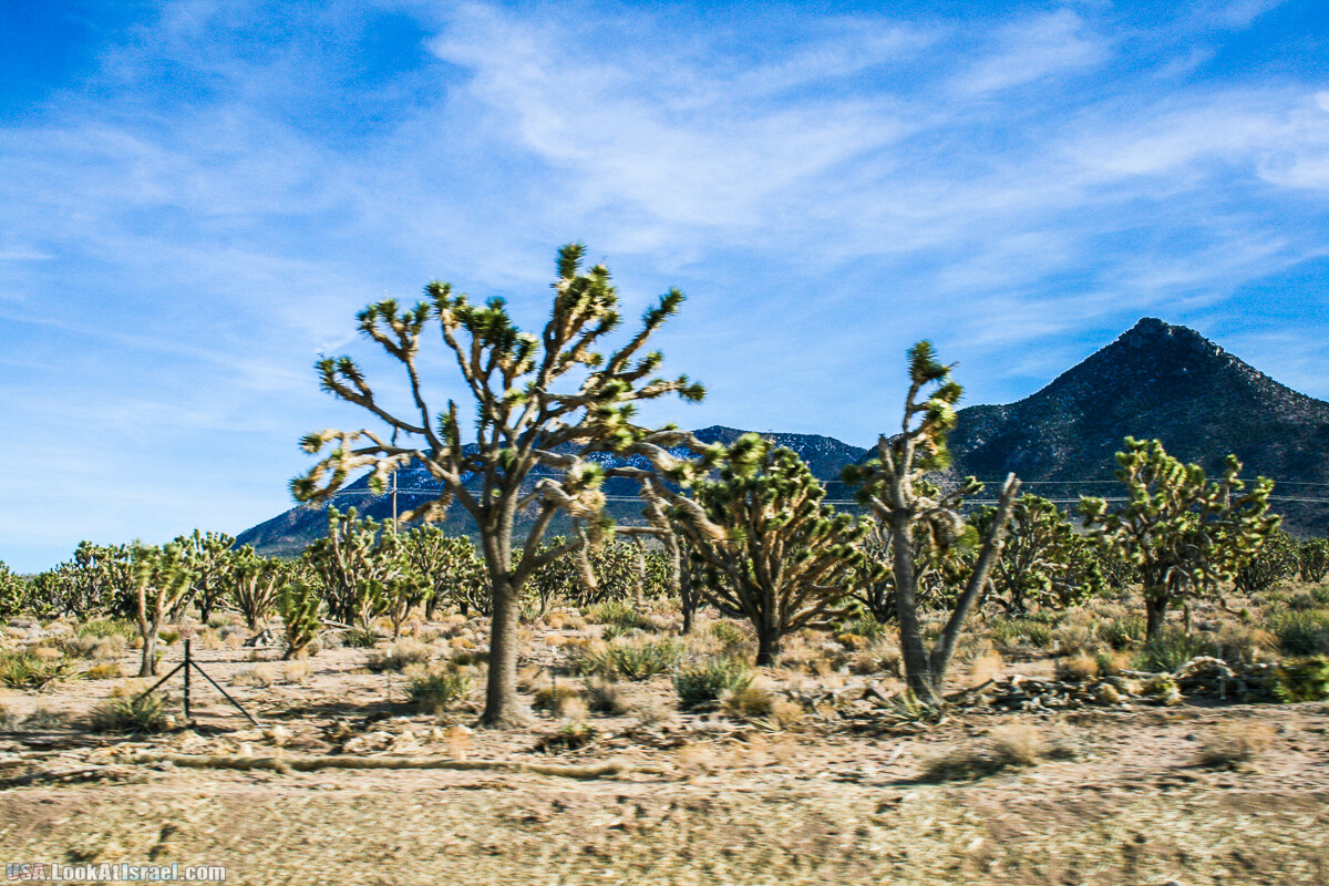 Skywalk - обзорная площадка с прозрачным полом над Большим Каньоном | LookAtIsrael.com - Фото путешествия по Израилю