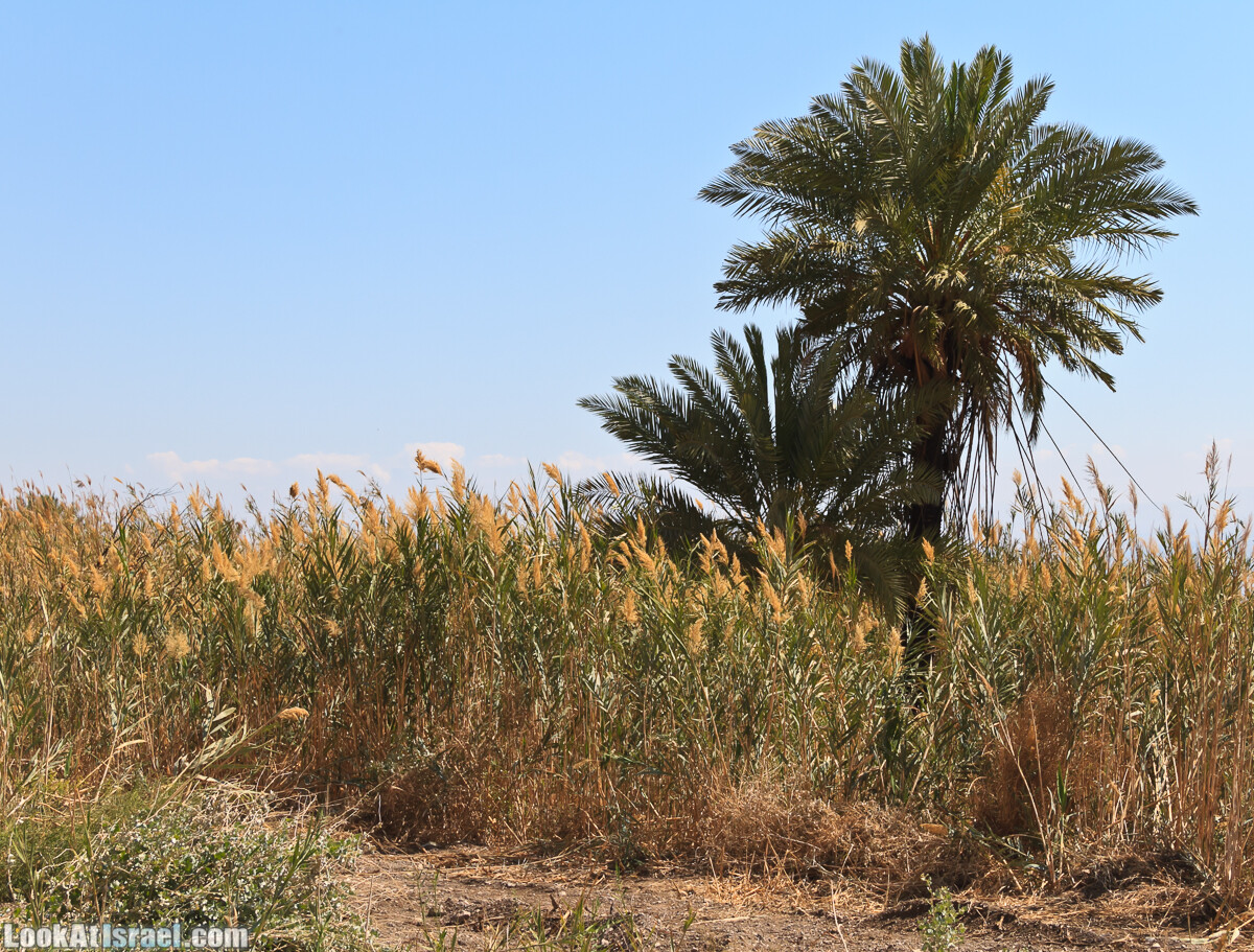 Эйнот Цуким | LookAtIsrael.com - Фото путешествия по Израилю