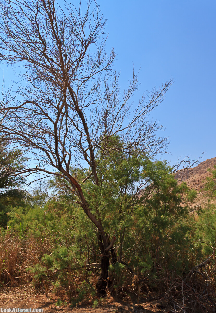Эйнот Цуким | LookAtIsrael.com - Фото путешествия по Израилю