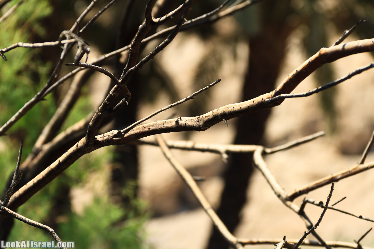 Эйнот Цуким | LookAtIsrael.com - Фото путешествия по Израилю