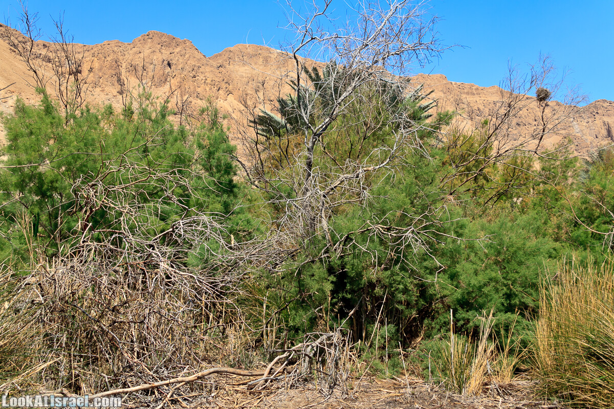 Эйнот Цуким | LookAtIsrael.com - Фото путешествия по Израилю