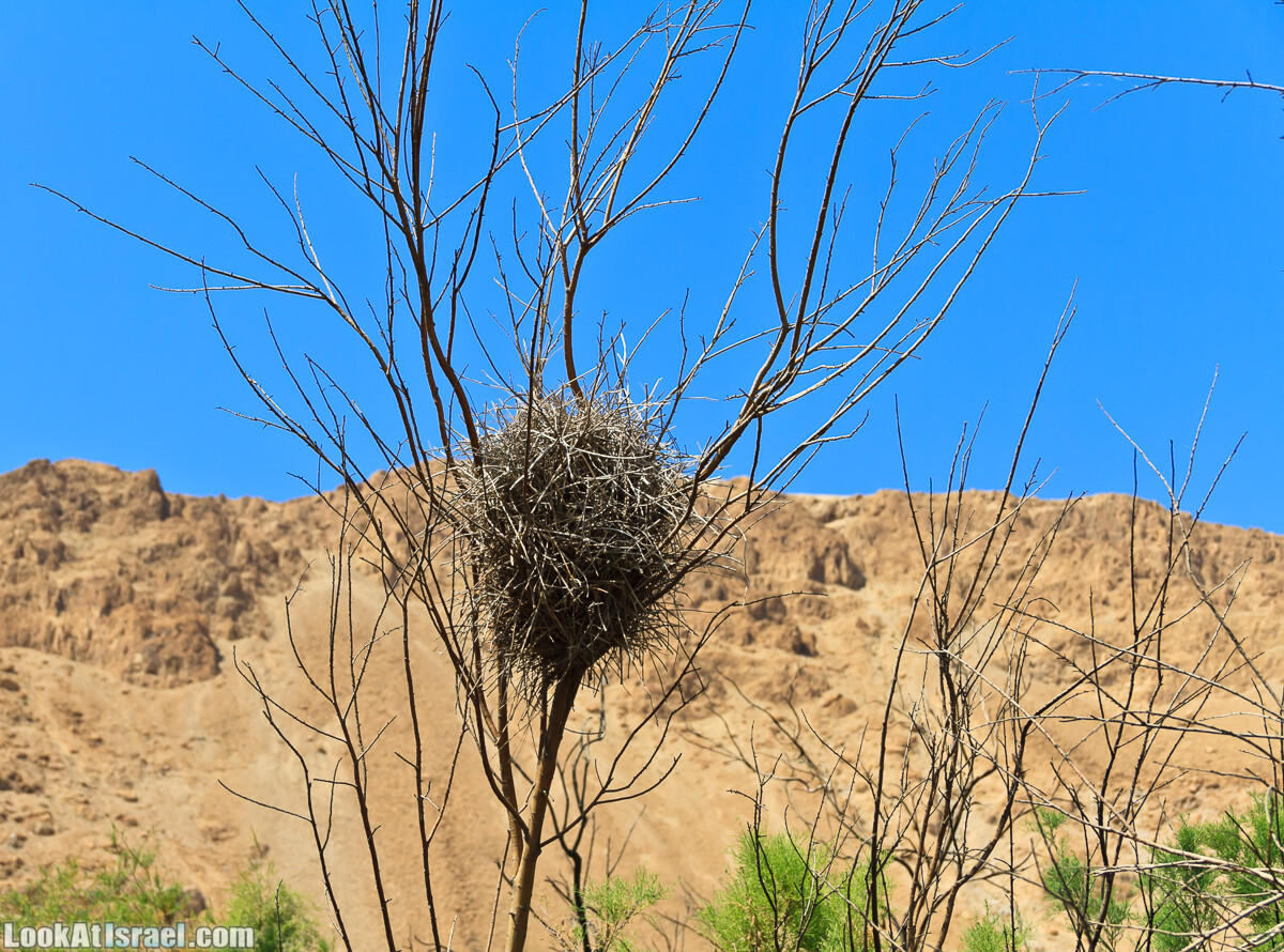 Эйнот Цуким | LookAtIsrael.com - Фото путешествия по Израилю