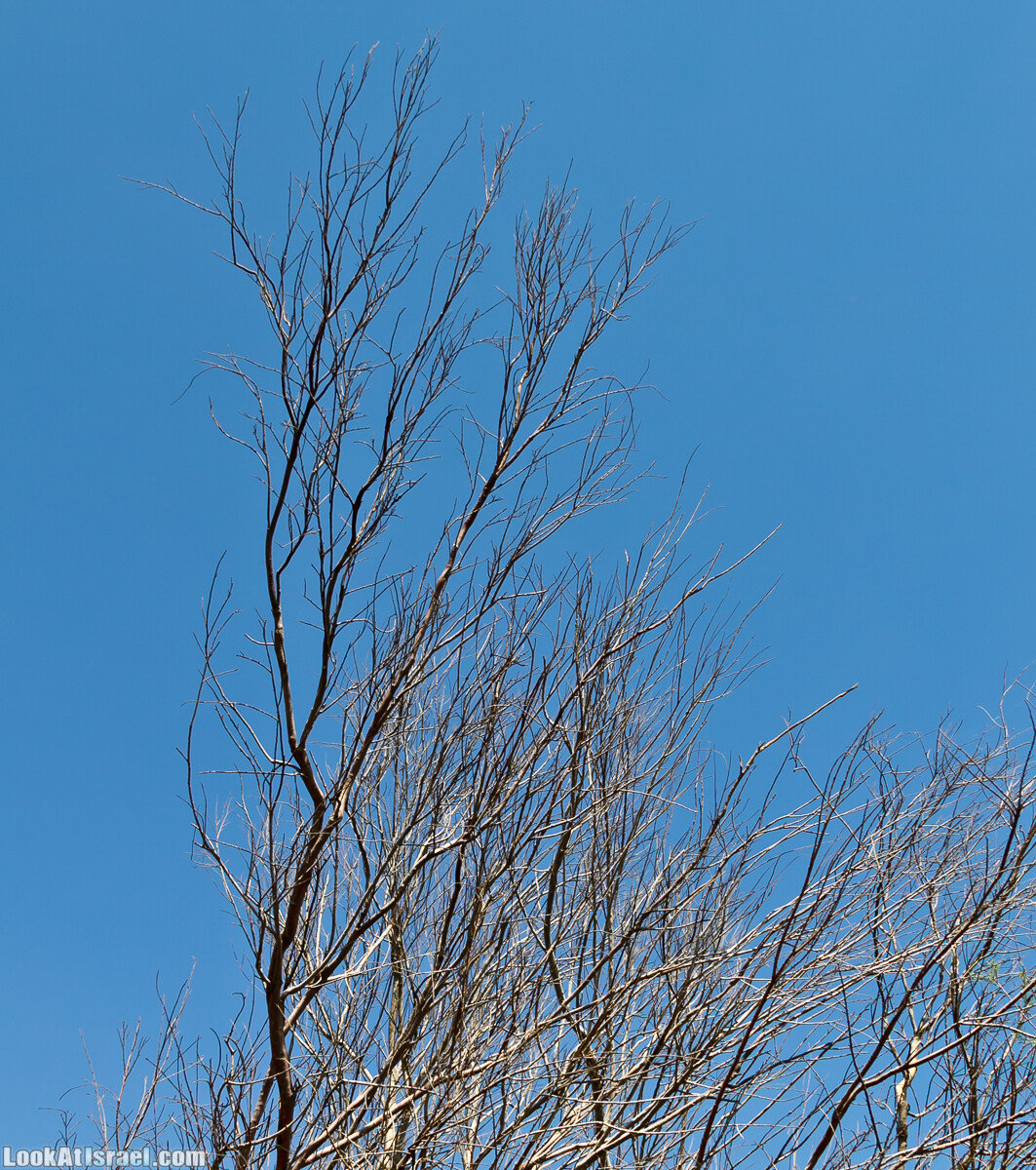 Эйнот Цуким | LookAtIsrael.com - Фото путешествия по Израилю