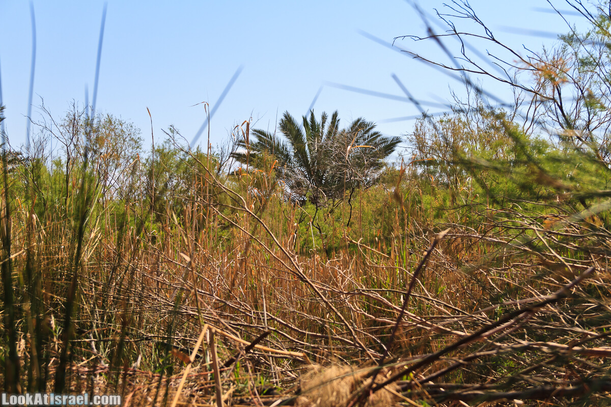 Эйнот Цуким | LookAtIsrael.com - Фото путешествия по Израилю