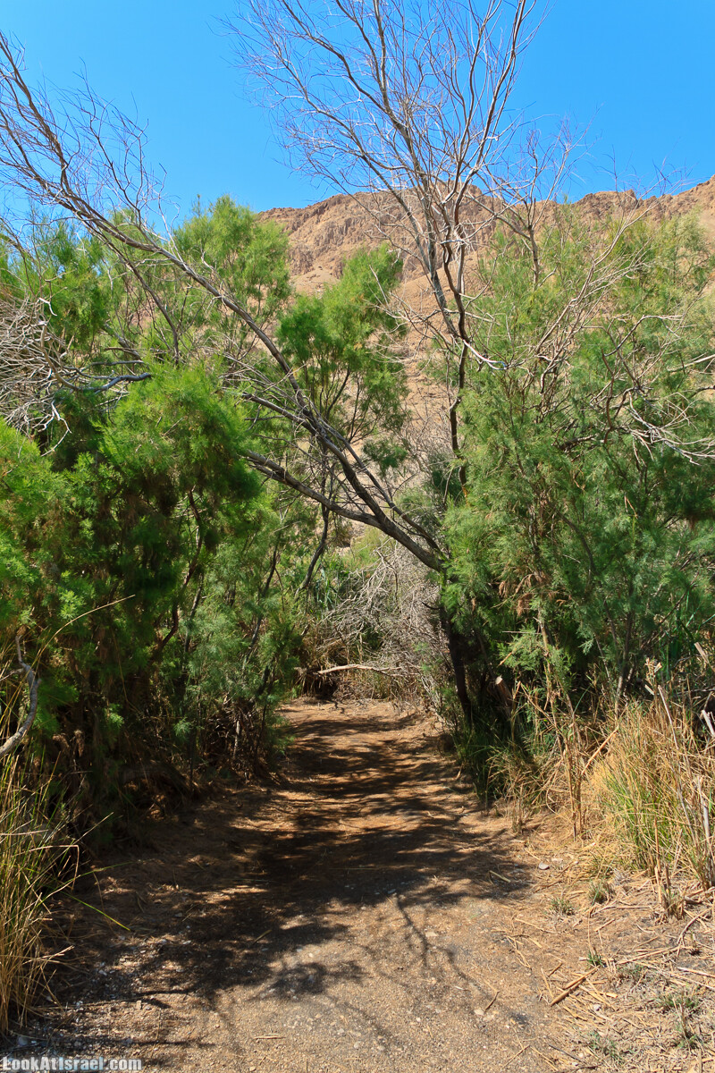 Эйнот Цуким | LookAtIsrael.com - Фото путешествия по Израилю
