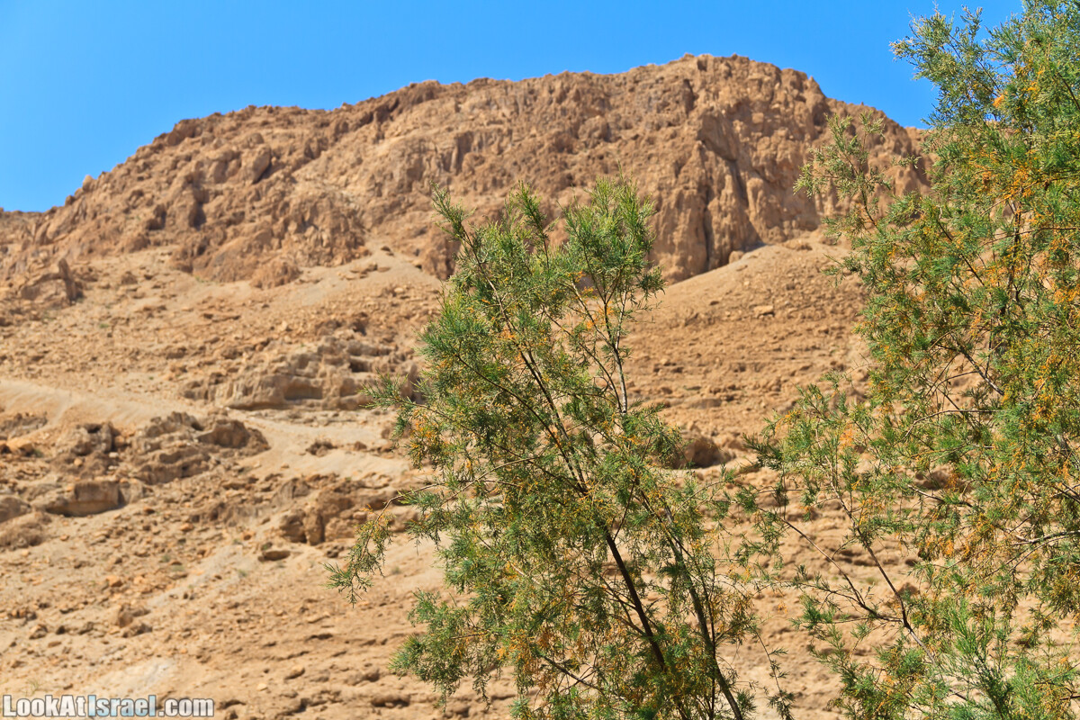 Эйнот Цуким | LookAtIsrael.com - Фото путешествия по Израилю