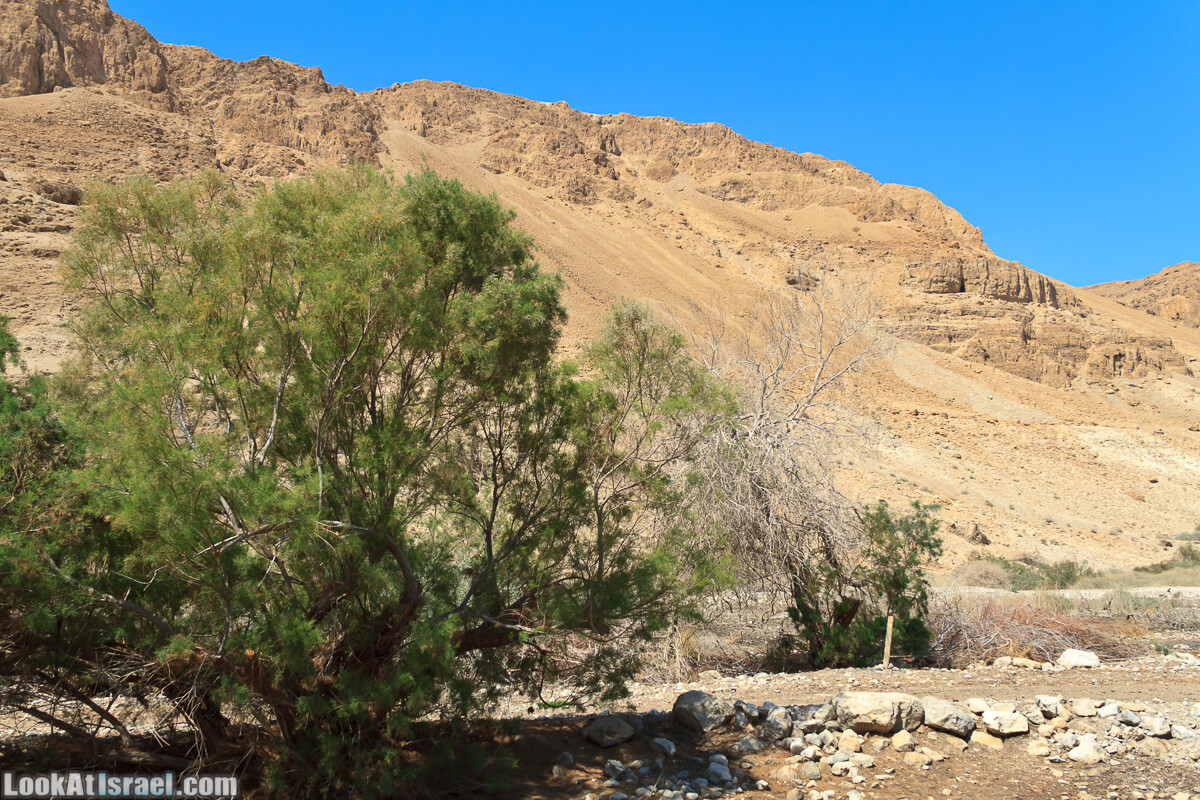 Эйнот Цуким | LookAtIsrael.com - Фото путешествия по Израилю