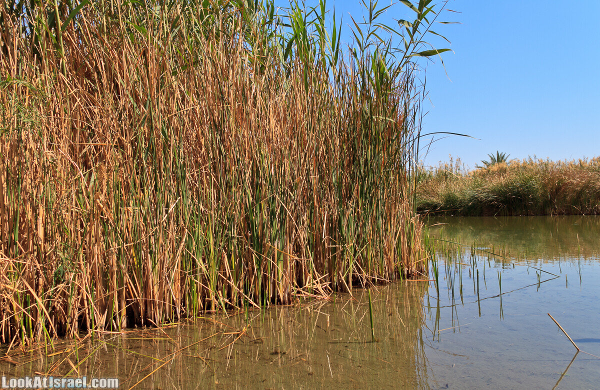 Эйнот Цуким | LookAtIsrael.com - Фото путешествия по Израилю
