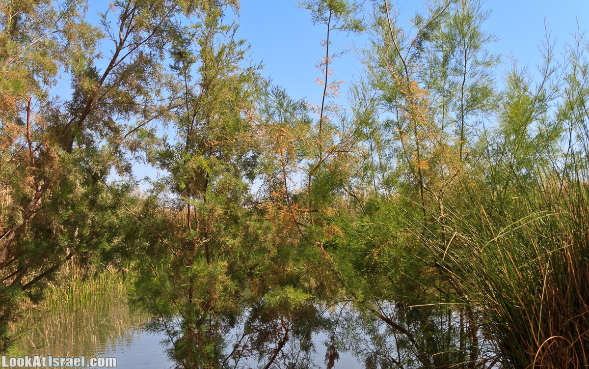 Эйнот Цуким | LookAtIsrael.com - Фото путешествия по Израилю