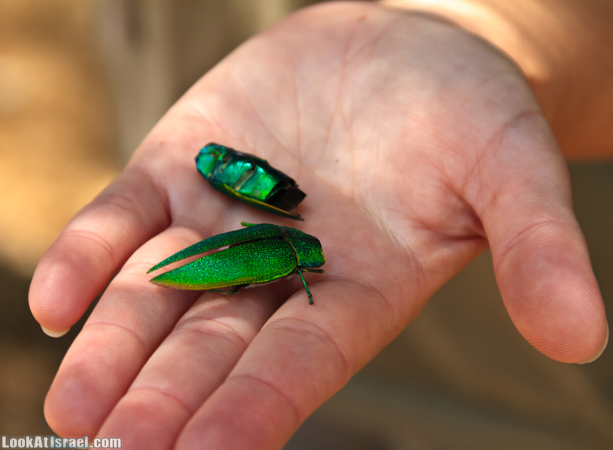 Эйнот Цуким | LookAtIsrael.com - Фото путешествия по Израилю