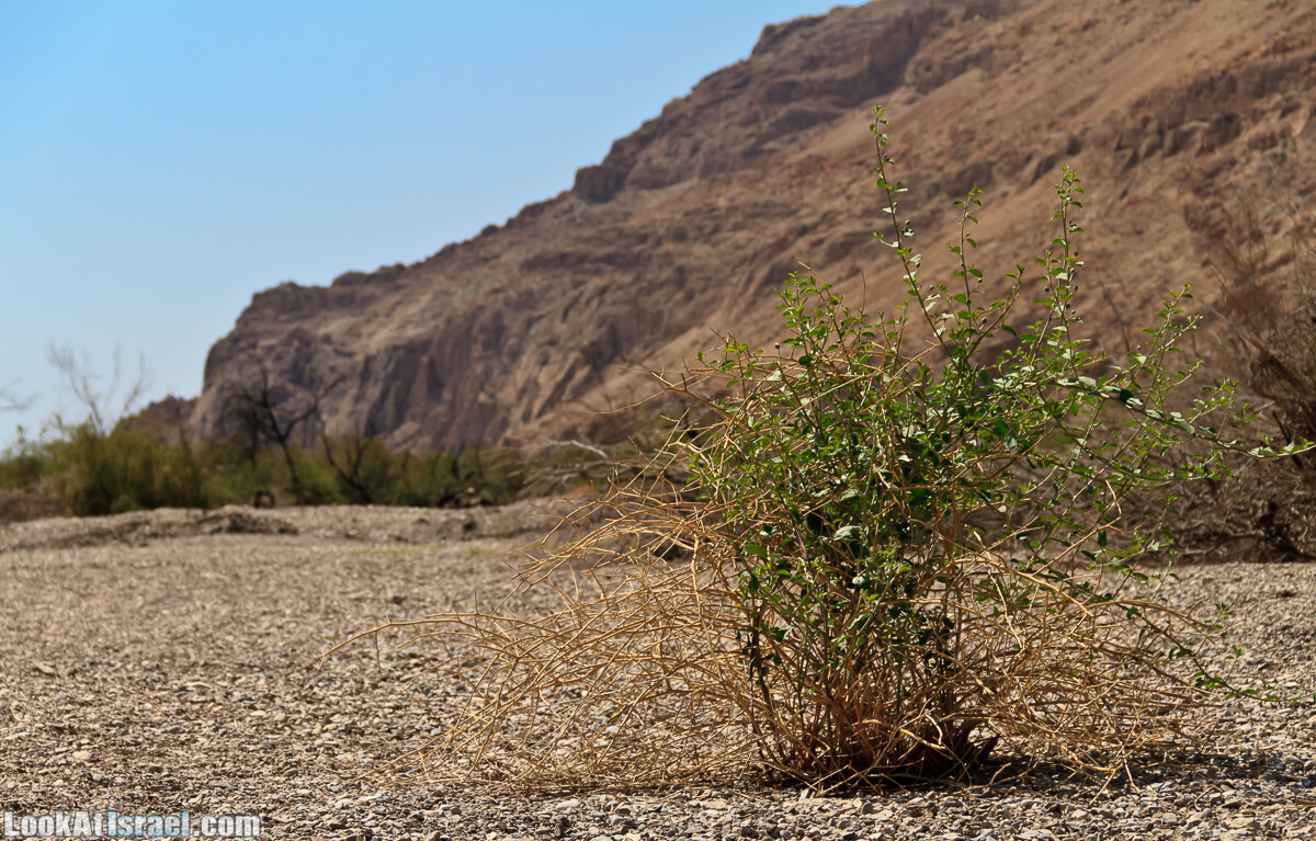 Эйнот Цуким | LookAtIsrael.com - Фото путешествия по Израилю