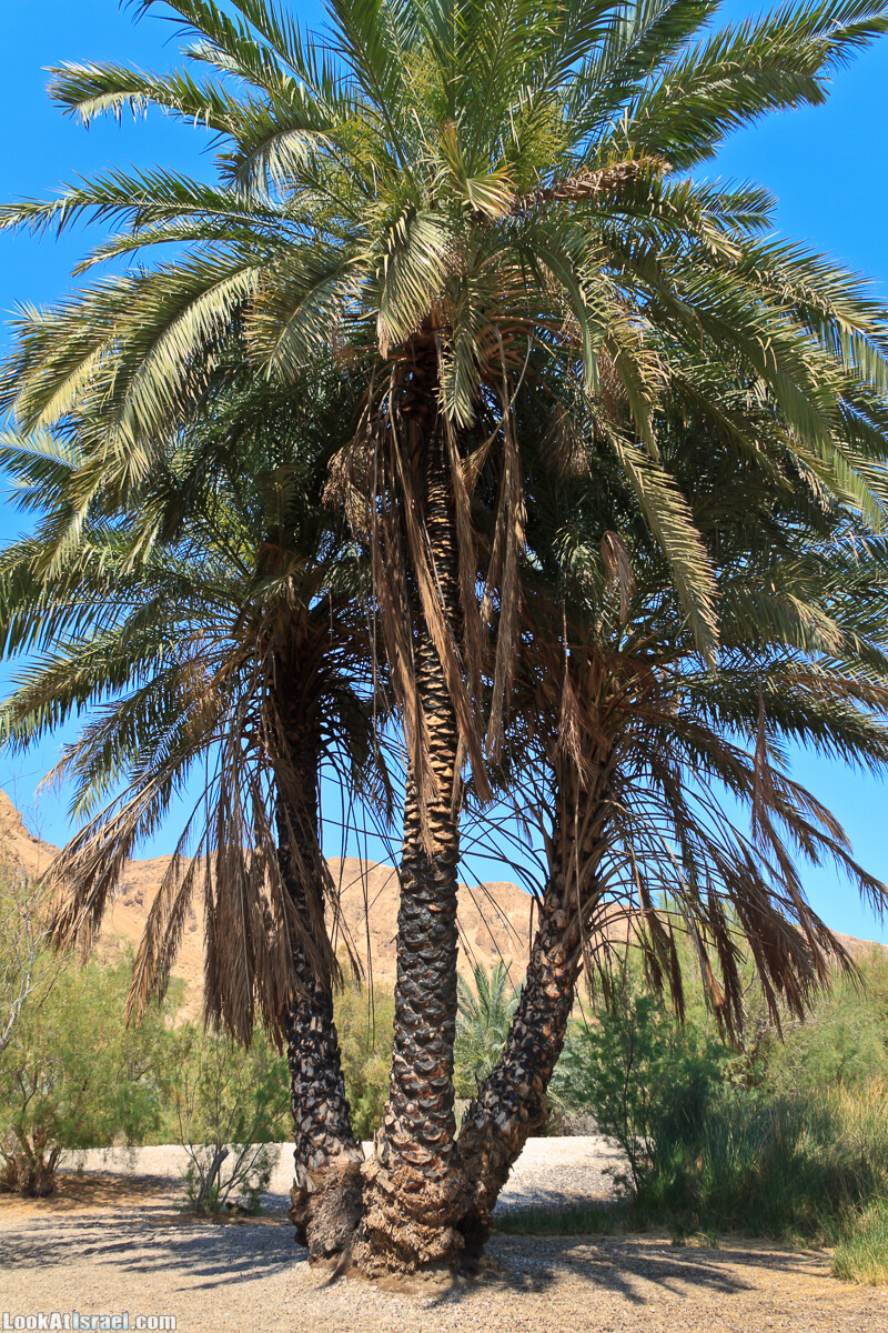 Эйнот Цуким | LookAtIsrael.com - Фото путешествия по Израилю