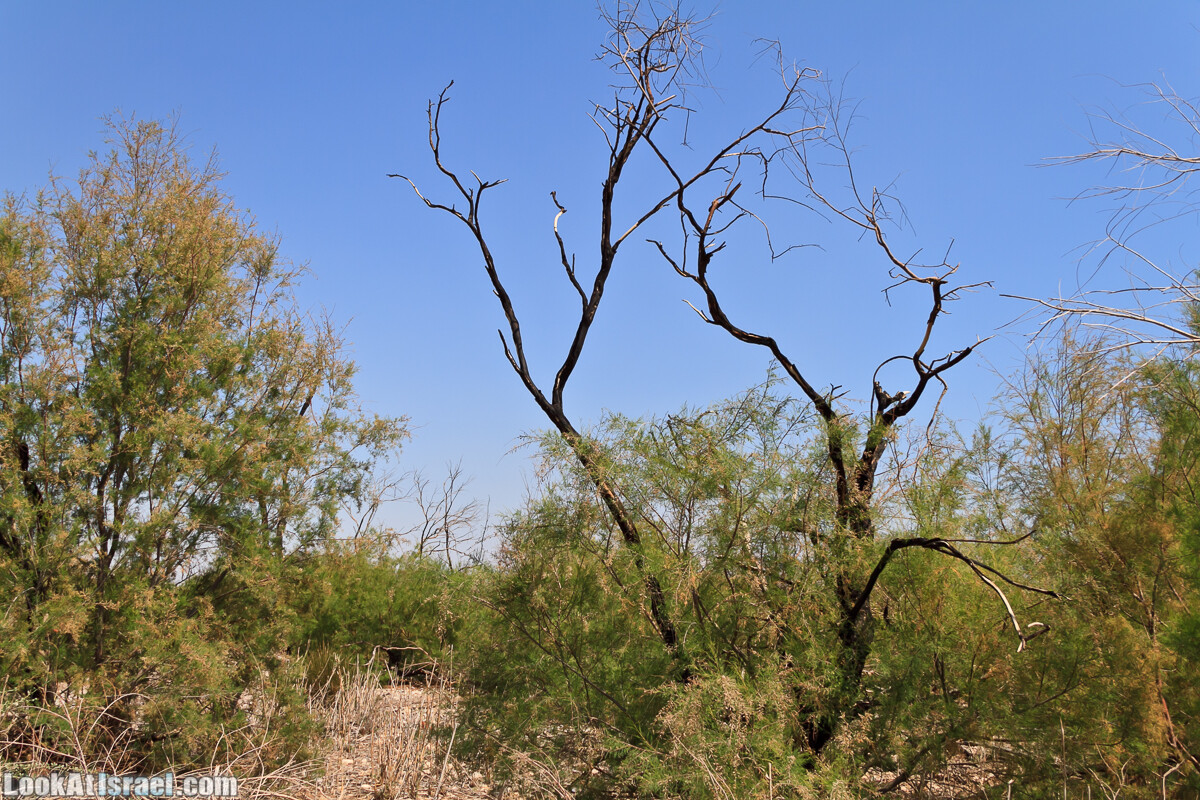 Эйнот Цуким | LookAtIsrael.com - Фото путешествия по Израилю