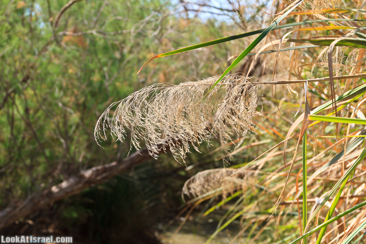 Эйнот Цуким | LookAtIsrael.com - Фото путешествия по Израилю