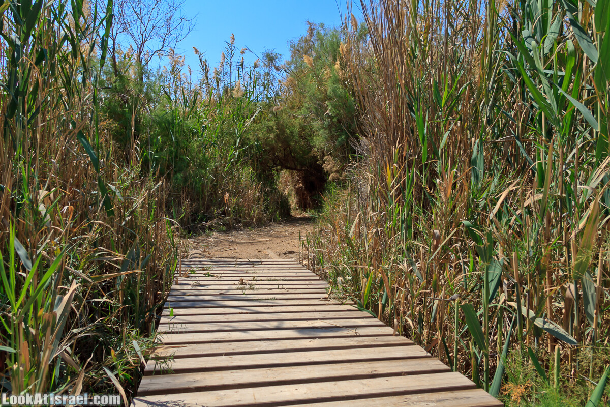 Эйнот Цуким | LookAtIsrael.com - Фото путешествия по Израилю