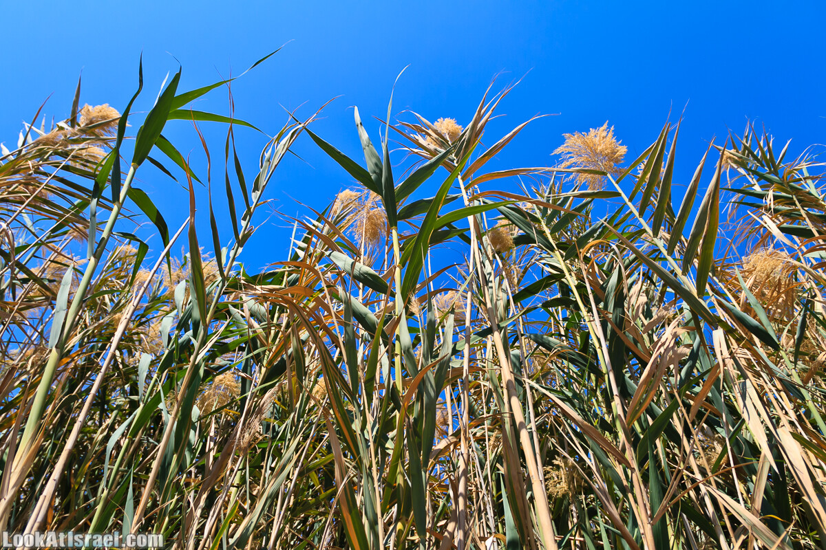 Эйнот Цуким | LookAtIsrael.com - Фото путешествия по Израилю